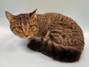 Domestic Short Hair Cats Available for Adoption - Tigger | PetCurious