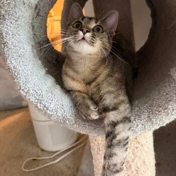 Darcy -  Domestic Short Hair and American Shorthair Cat for Adoption in Houston, Texas - Darcy | PetCurious