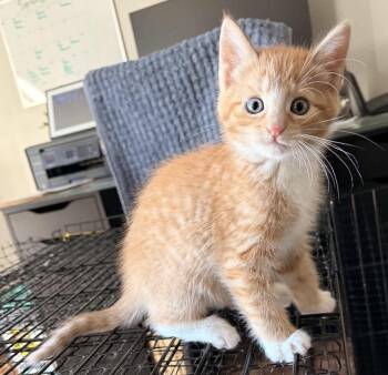 Colby -  Domestic Short Hair Cat for Adoption in Ephrata, Washington - Colby | PetCurious