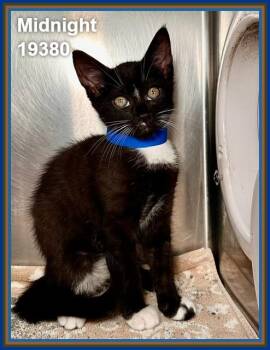Domestic Short Hair Cats Available for Adoption in Marietta, Georgia - MIDNIGHT | PetCurious