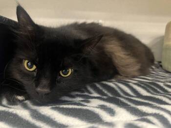 Alfonso -  Domestic Long Hair Cat for Adoption in Bowling Green, Ohio - Alfonso | PetCurious