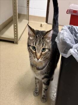 Domestic Short Hair Cats Available for Adoption in Derwood, Maryland - PRINCELY | PetCurious