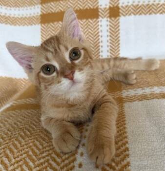 TOMTOM -  Domestic Short Hair Cat for Adoption in Kenosha, Wisconsin - TOMTOM | PetCurious