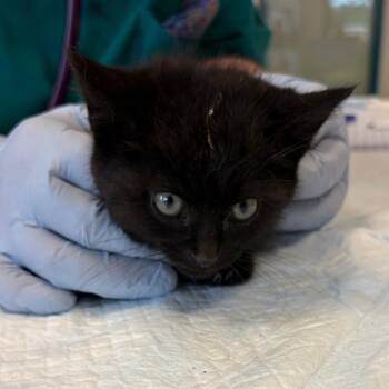 Domestic Medium Hair Cats Available for Adoption in Nashville, Tennessee - Isley | PetCurious