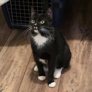 Domestic Short Hair Cats Available for Adoption in Boulder, Colorado - Jill | PetCurious