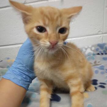 Bobble -  Domestic Short Hair Cat for Adoption in Spruce Pine, North Carolina - Bobble | PetCurious