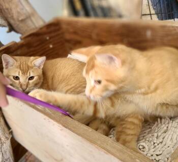 Tango and Mango -  Abyssinian and Tabby Cat for Adoption in Mission Viejo, California - Tango And Mango | PetCurious