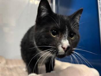 Domestic Short Hair Cats Available for Adoption - Woody | PetCurious