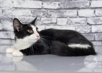 Jack -  Domestic Short Hair and Tuxedo Cat for Adoption in Tuscaloosa, Alabama - Jack | PetCurious