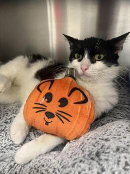 Domestic Short Hair Cats Available for Adoption in Oakdale, California - Maurice | PetCurious