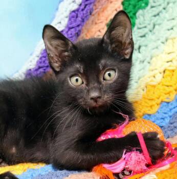 Rescue Domestic Short Hair Cats for Adoption in Tierra Verde, Florida - Tinker | PetCurious