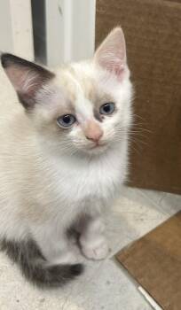 Nilla Wafer -  Siamese Cat for Adoption in Austin, Texas - Nilla Wafer | PetCurious