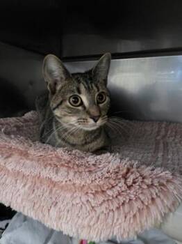 Tamale -  Domestic Short Hair Cat for Adoption in Morristown, New Jersey - Tamale | PetCurious