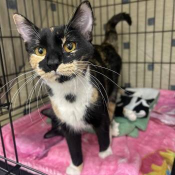 Clover -  Domestic Short Hair Cat for Adoption in Bismarck, North Dakota - Clover | PetCurious