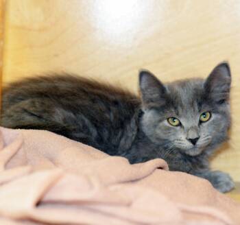 BRIGITTA - MY ADOPTION FEE IS HALF PRICE IN JUNE -  Domestic Medium Hair Cat for Adoption in San Clemente, California - BRIGITTA - MY ADOPTION FEE IS HALF PRICE IN JUNE | PetCurious