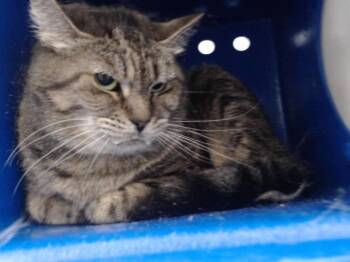 CASPERELLA -  Domestic Short Hair Cat for Adoption in Orlando, Florida - CASPERELLA | PetCurious