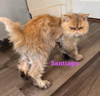 Rescue Persian Cats for Adoption - Santiago | PetCurious