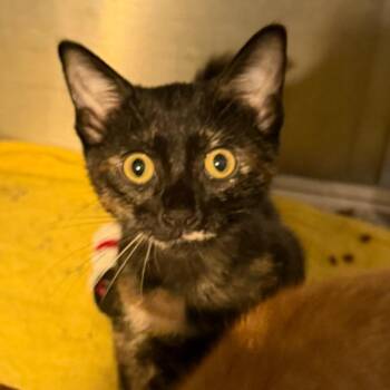 Justice -  Domestic Short Hair Cat for Adoption in Belleville, Illinois - Justice | PetCurious