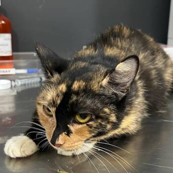 Ta Ra -  American Shorthair Cat for Adoption in Livingston, Texas - Ta Ra | PetCurious