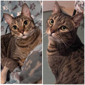 Domestic Short Hair Cats Available for Adoption in Lenexa, Kansas - Holly And Little Fluffy | PetCurious