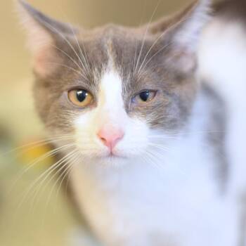 Ward -  Domestic Short Hair Cat for Adoption in Belleville, Illinois - Ward | PetCurious