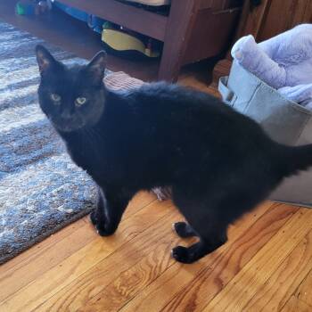 Rescue Domestic Short Hair and Domestic Medium Hair Cats for Adoption in Philadelphia, Pennsylvania - Sweep | PetCurious