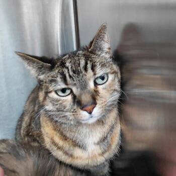 Rosie -  Domestic Short Hair Cat for Adoption in Philadelphia, Pennsylvania - Rosie | PetCurious