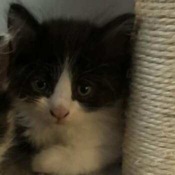 Salt -  Domestic Long Hair Cat for Adoption in Layton, Utah - Salt | PetCurious