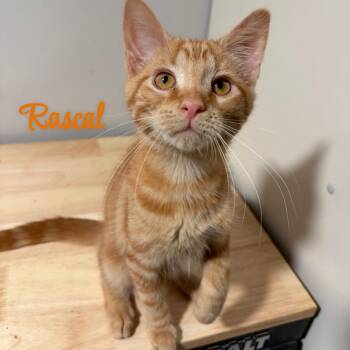 Rascal -  American Shorthair Cat for Adoption in West Newton, Pennsylvania - Rascal | PetCurious