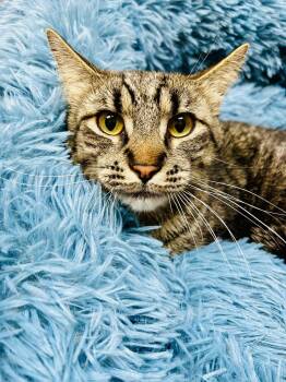 Domestic Short Hair Cats Available for Adoption in Alexandria, Minnesota - Cecil  | PetCurious