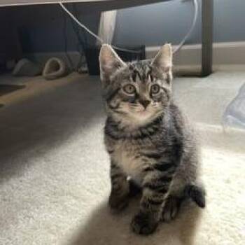 Domestic Medium Hair Cats Available for Adoption in Granville, Ohio - Jasmine | PetCurious