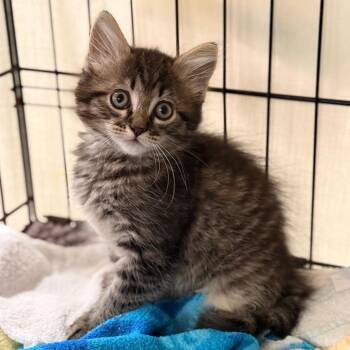 Larissa -  Domestic Medium Hair Cat for Adoption in Cumming, Georgia - Larissa | PetCurious