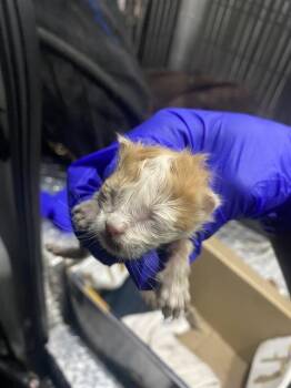 Domestic Short Hair Cats Available for Adoption in Dallas, Texas - JUMBA | PetCurious