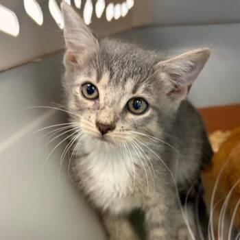 Rav -  Domestic Short Hair Cat for Adoption in Nashville, Tennessee - Rav | PetCurious