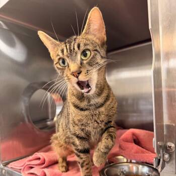 Domestic Short Hair Cats Available for Adoption - Tilly | PetCurious