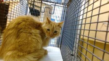 Domestic Long Hair Cats Available for Adoption in Doral, Florida - SO JU | PetCurious