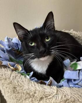Amy -  Domestic Short Hair Cat for Adoption in Medina, Ohio - Amy | PetCurious