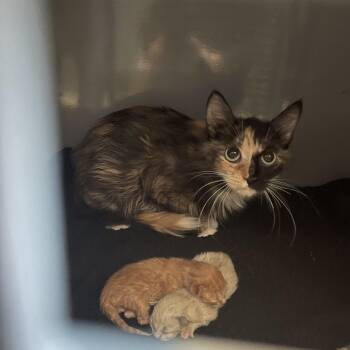 Brookie C10807 -  Domestic Medium Hair Cat for Adoption - Brookie C10807 | PetCurious