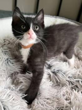 Robin -  Domestic Short Hair Cat for Adoption in Healdsburg, California - Robin | PetCurious