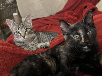 Tabby Cats Available for Adoption - Sprocket  | PetCurious