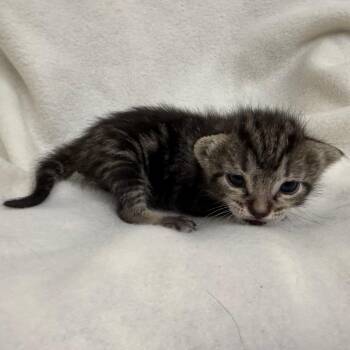 Mauve 1751 -  Domestic Short Hair Cat for Adoption in Hamilton, Georgia - Mauve 1751 | PetCurious