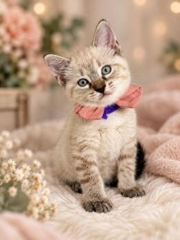 Stardust -  Siamese and Balinese Cat for Adoption in Tavares, Florida - Stardust | PetCurious