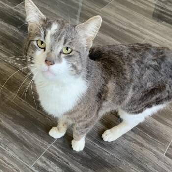 Domestic Short Hair Cats Available for Adoption in Las Vegas, Nevada - Oakley | PetCurious