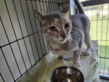 Emmy -  Domestic Short Hair Cat for Adoption in Bossier City, Louisiana - Emmy | PetCurious