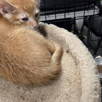Madison -  Domestic Short Hair and Siamese Cat for Adoption in Volcano, Hawaii - Madison | PetCurious
