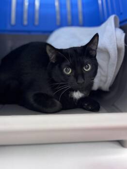 Domestic Short Hair Cats Available for Adoption in Saint Paul, Minnesota - Juliet | PetCurious