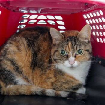 Steph -  Domestic Short Hair Cat for Adoption in Scituate, Massachusetts - Steph | PetCurious