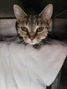 Sucre -  Domestic Short Hair Cat for Adoption in Montreal, Quebec - Sucre | PetCurious