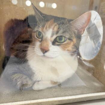 Domestic Short Hair Cats Available for Adoption in Philadelphia, Pennsylvania - Carlie | PetCurious