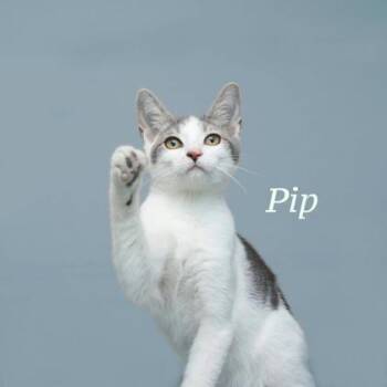 Pip -  Domestic Short Hair Cat for Adoption in Parma, Ohio - Pip | PetCurious
